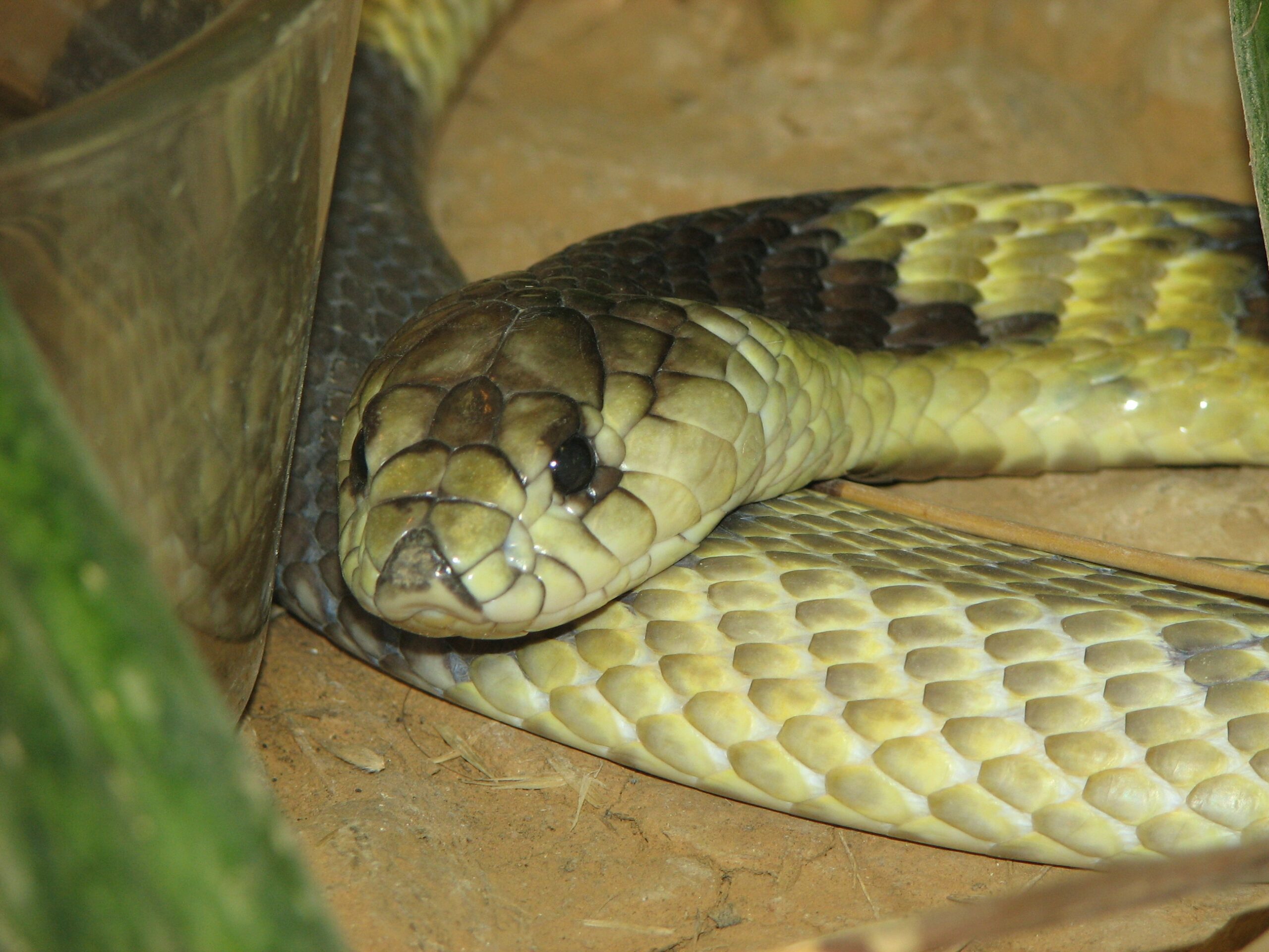 Egyptian Cobra with its head raised and broad defensive hood expanded