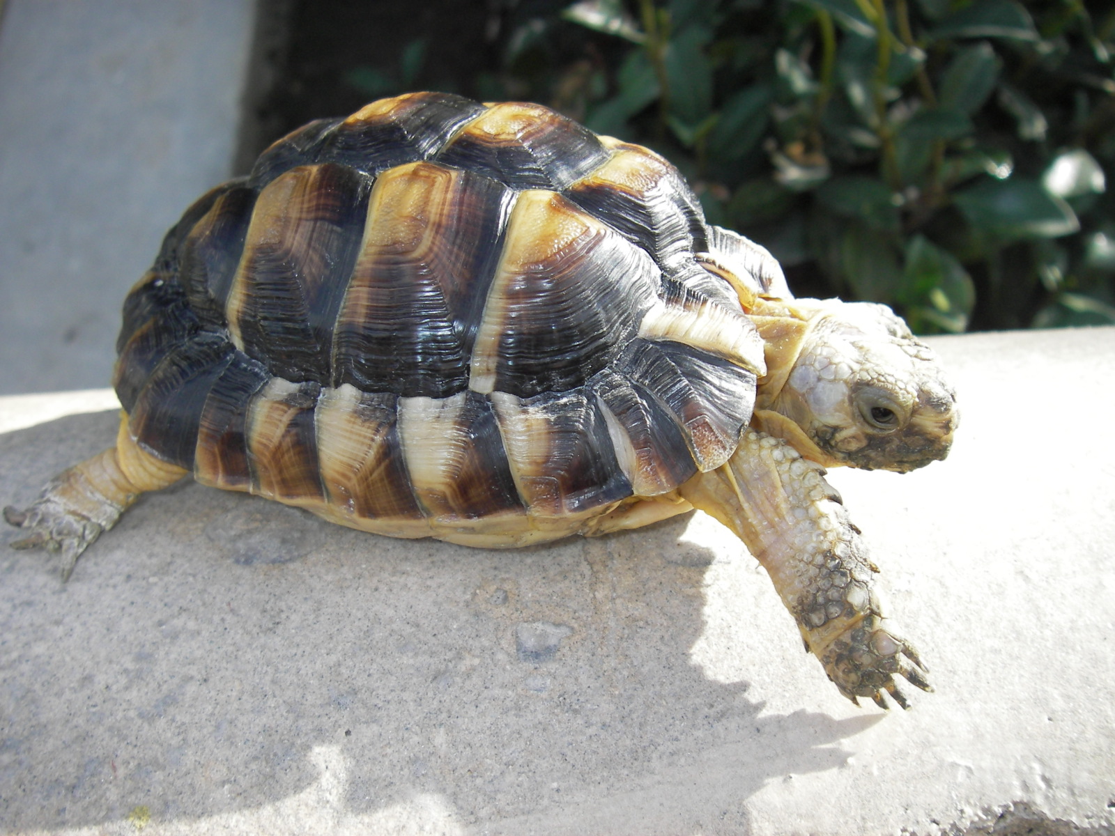 Five-year-old captive-bred Egyptian Tortoise showing its small pale shell