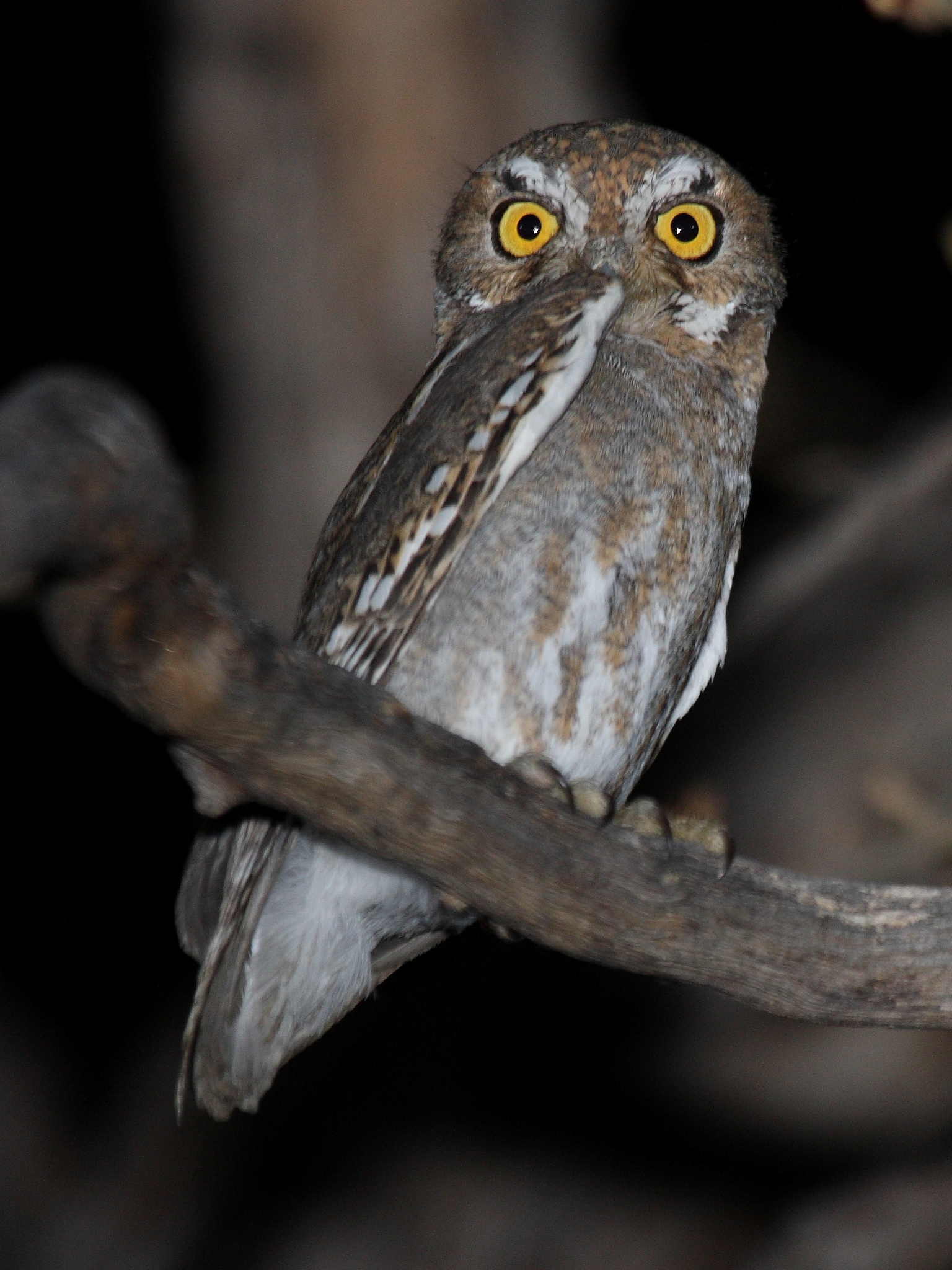 Elf owl perched at night in Madera Canyon, Arizona