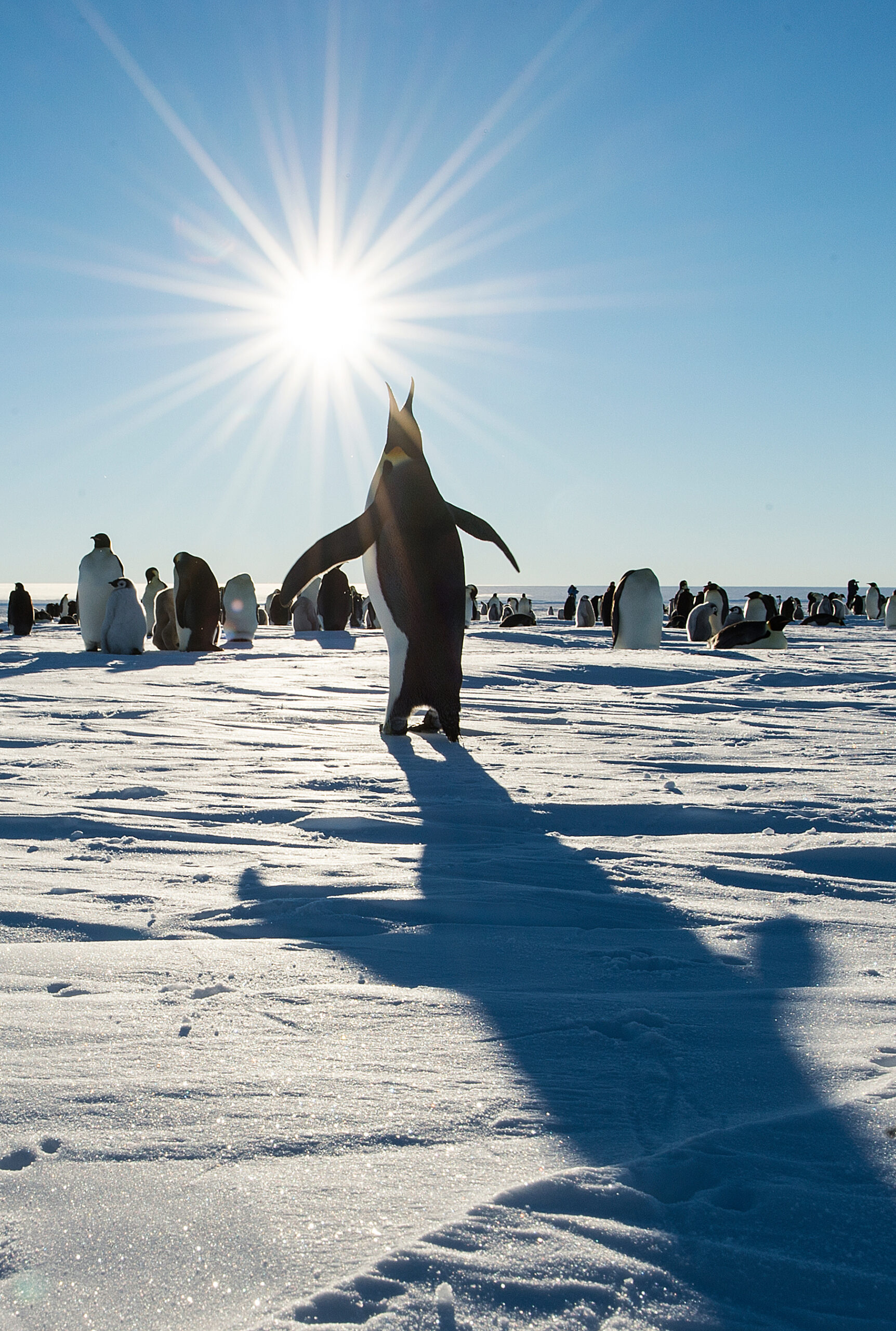 Adult emperor penguin standing on Antarctic ice