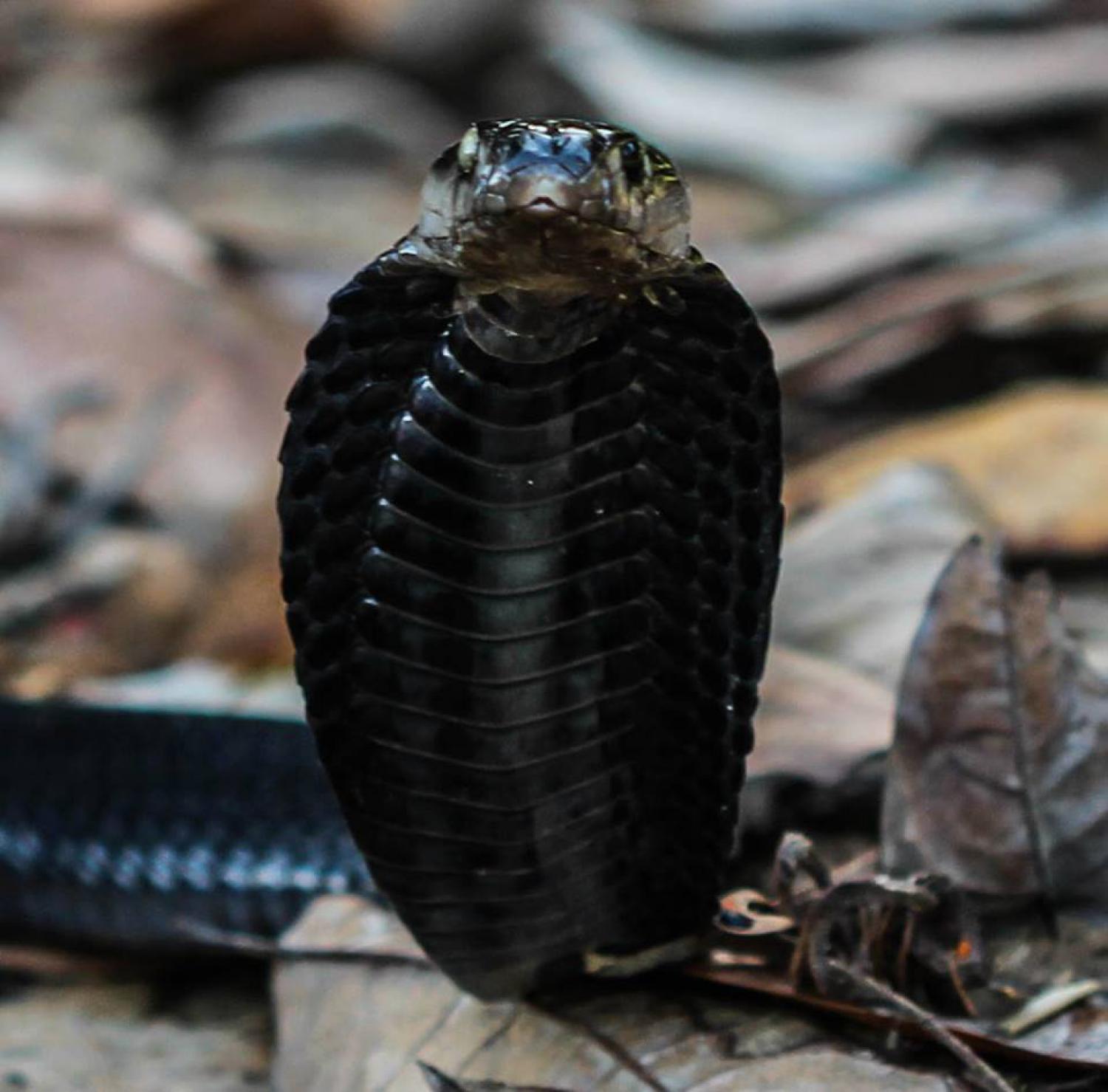 Melanistic Equatorial Spitting Cobra from southern Thailand with its hood partly spread