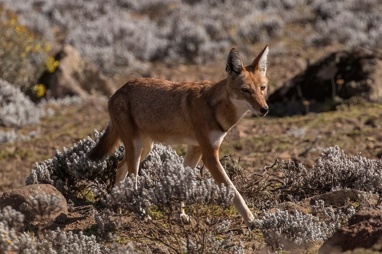 Ethiopian wolf standing on the Sanetti Plateau in Ethiopia