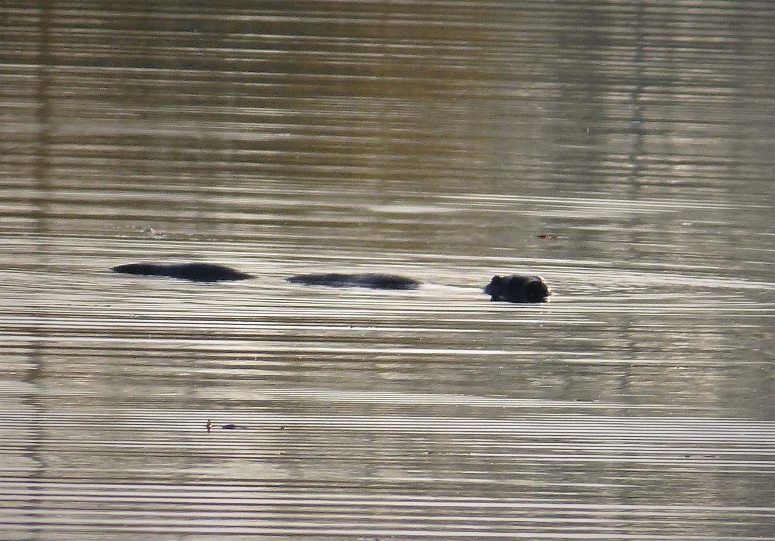 Eurasian otter swimming with its head above the water