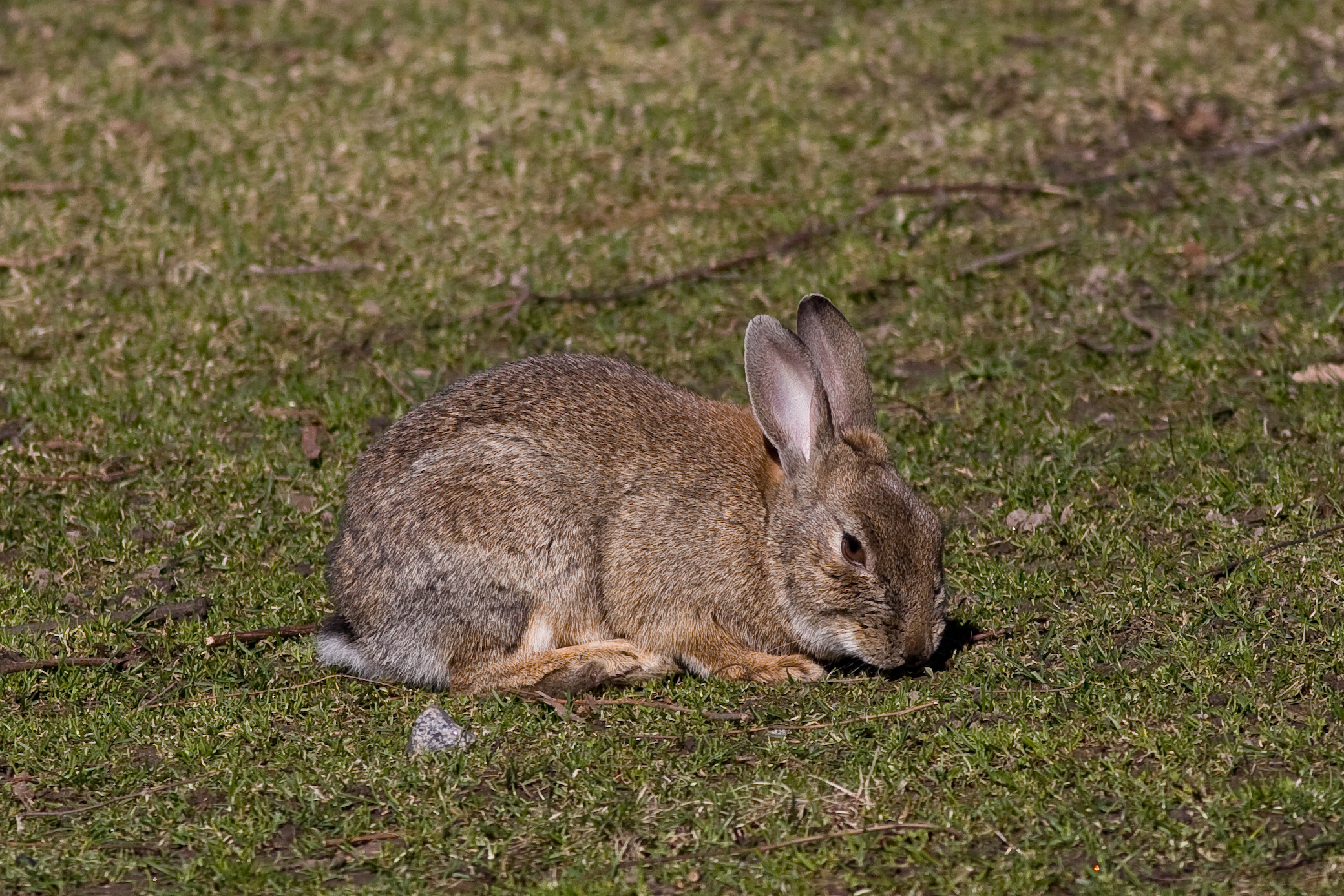 Wild European rabbit sitting in grass in Helsinki