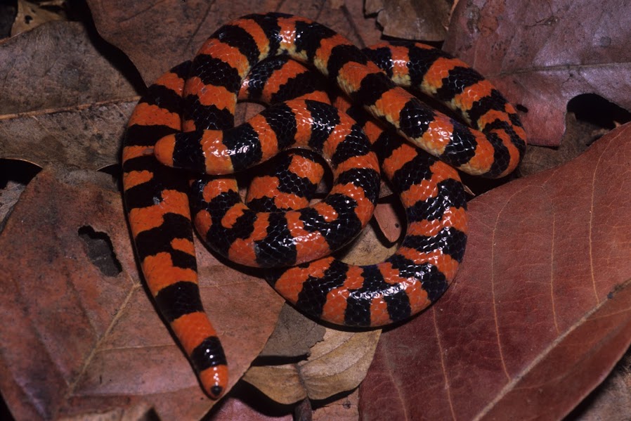 False Coral Snake Anilius scytale showing glossy red and black rings