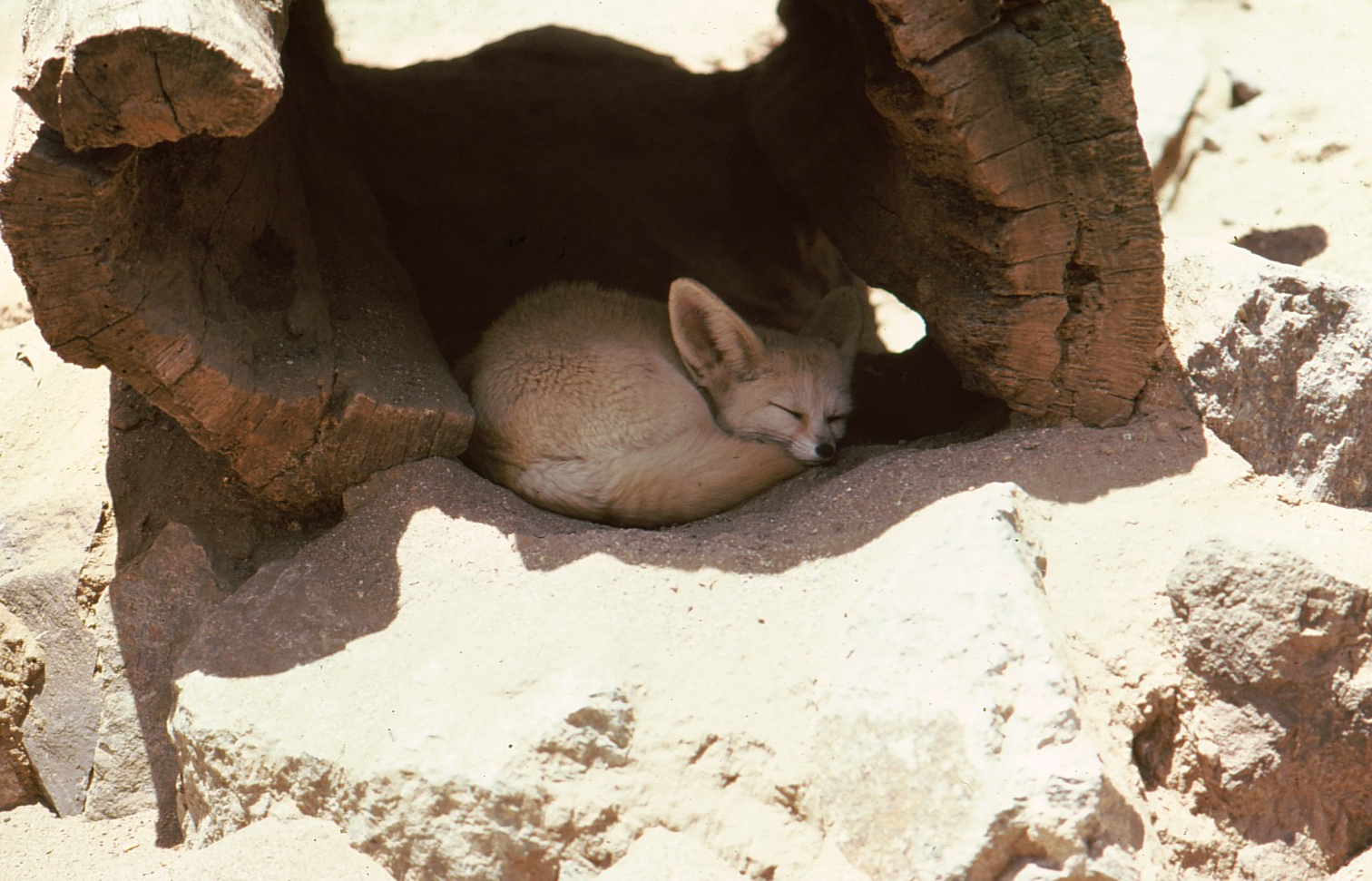 Fennec Fox standing on sand with its enormous ears upright and pale cream coat visible