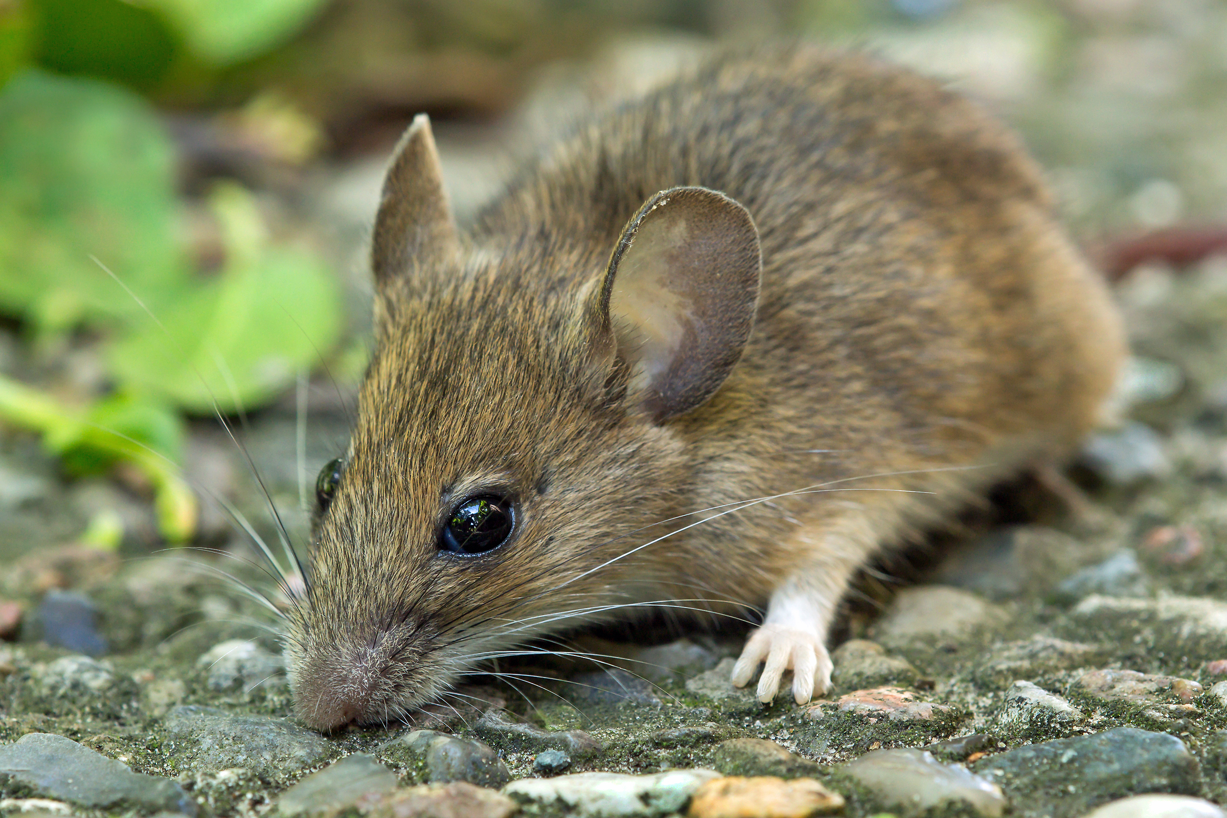 Wood mouse, a species commonly called a field mouse, on leaf litter
