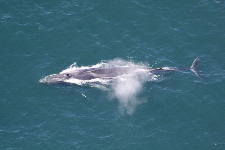 Aerial view of a fin whale surfacing and exhaling at sea