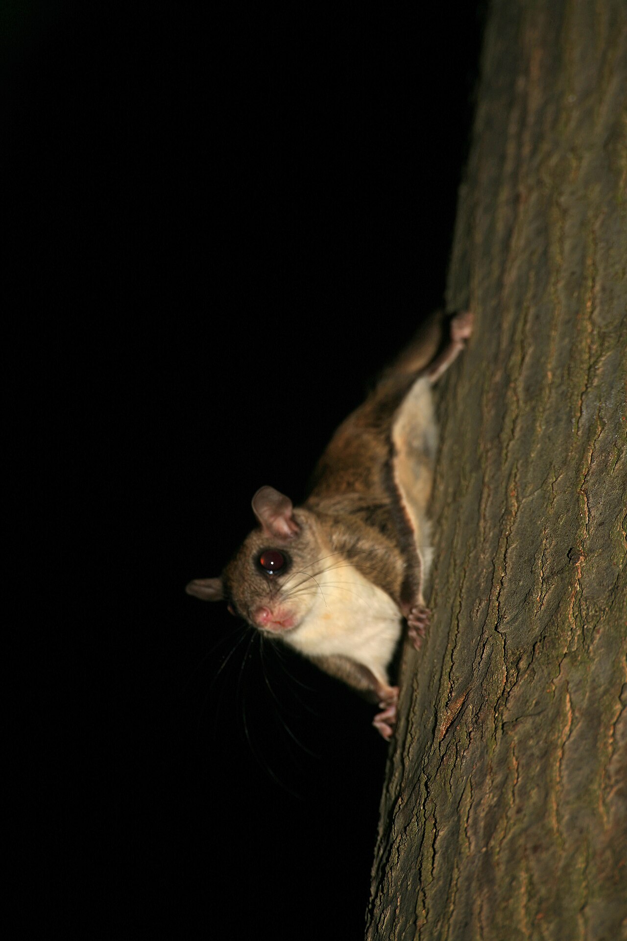 Southern flying squirrel clinging to a tree trunk