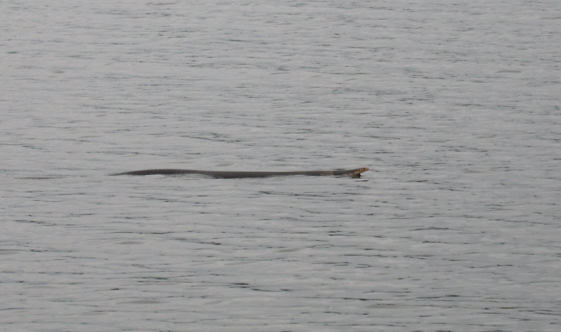 Forest Cobra in Gabon showing a dark body and pale lower jaw markings