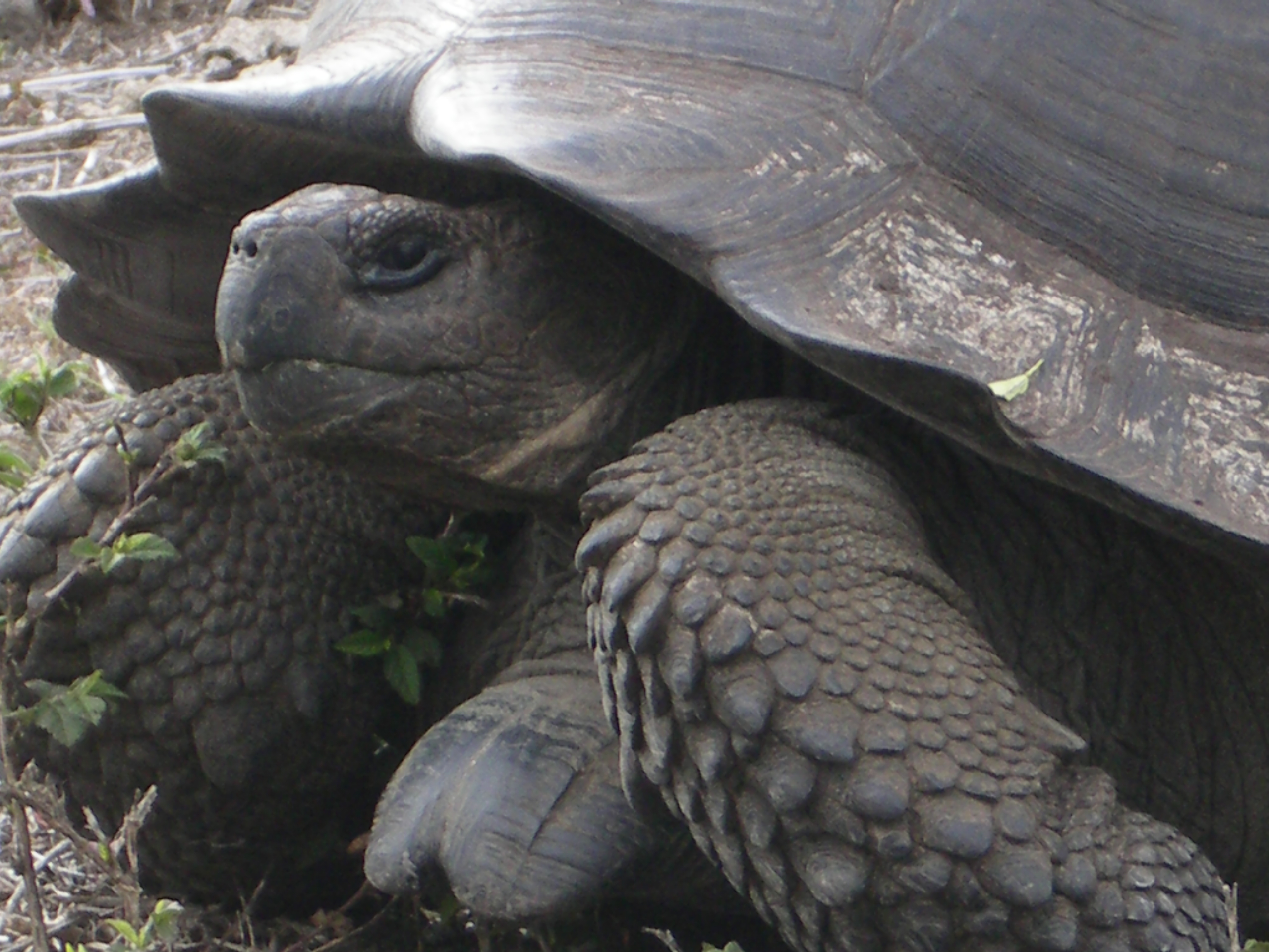 Living Galápagos giant tortoise on Santa Cruz Island
