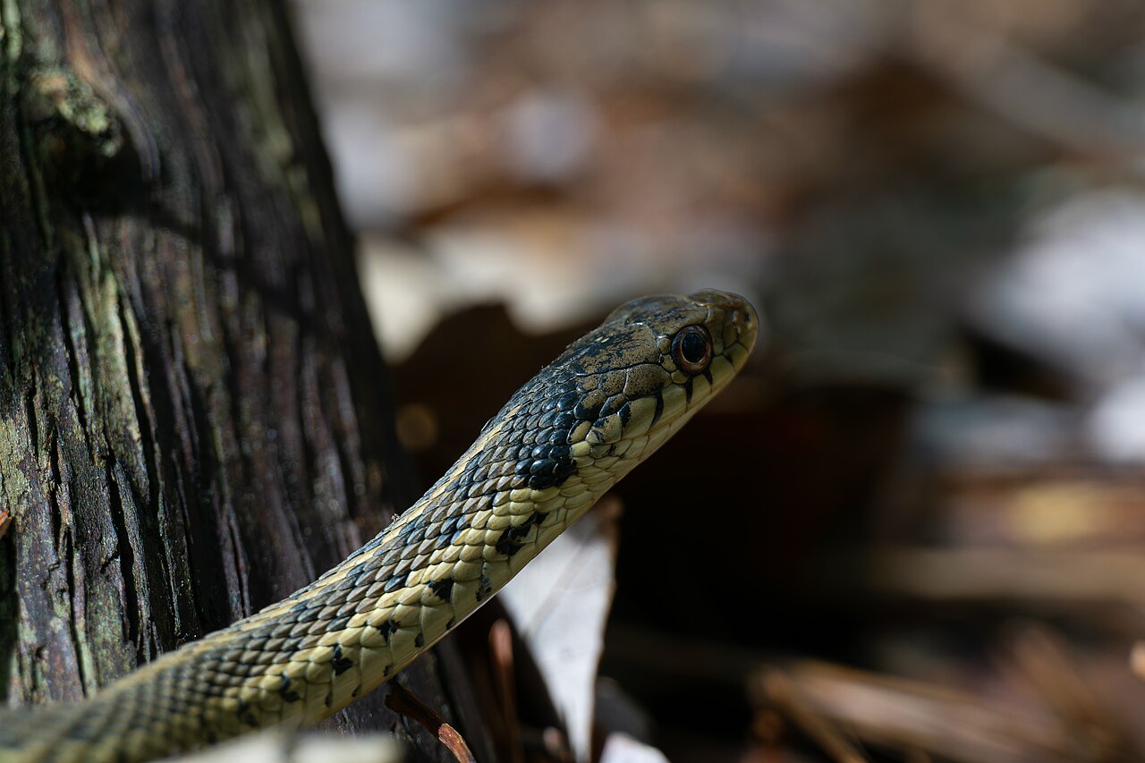 Eastern garter snake Thamnophis sirtalis sirtalis showing longitudinal stripes and keeled scales