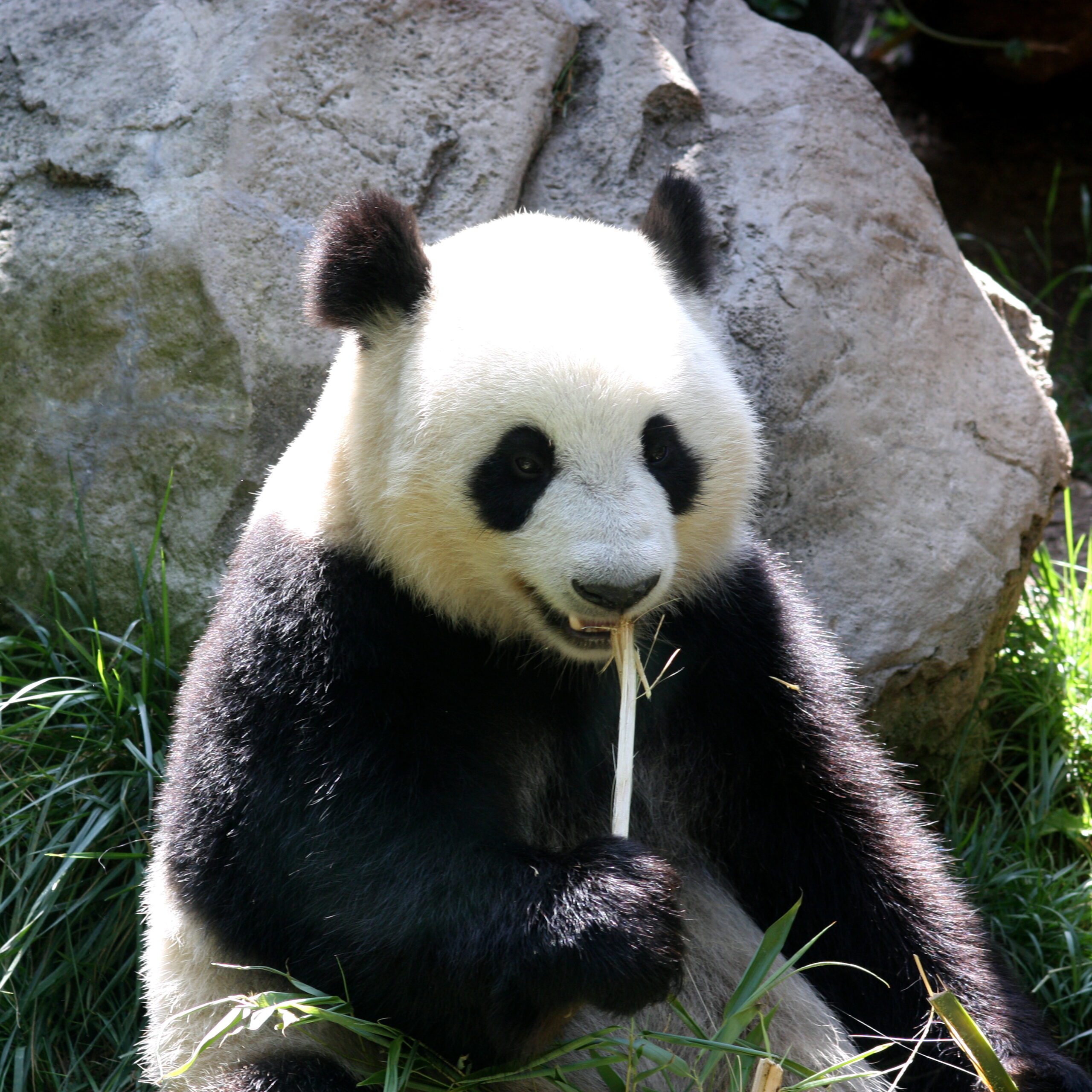 Adult giant panda eating bamboo