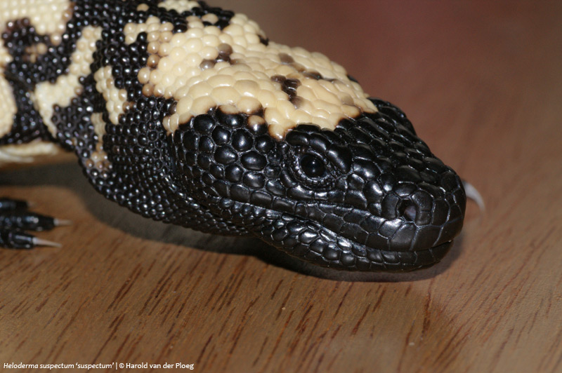 Living Gila monster showing black and orange beadlike scales