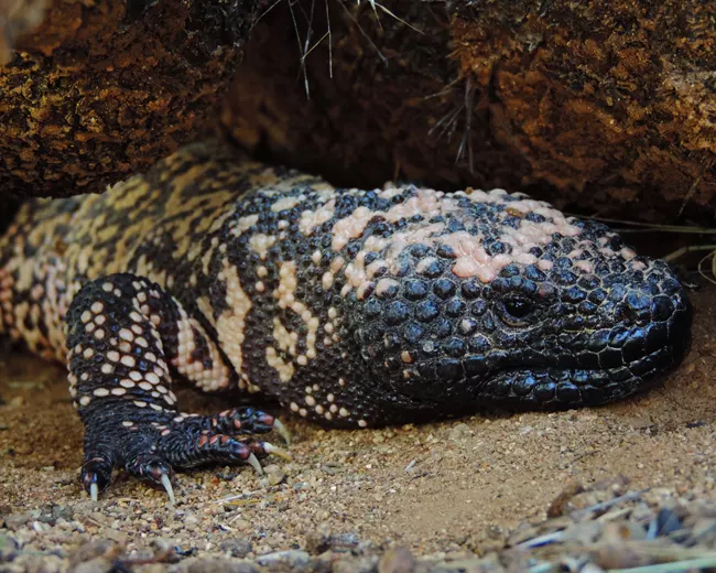 Gila monster