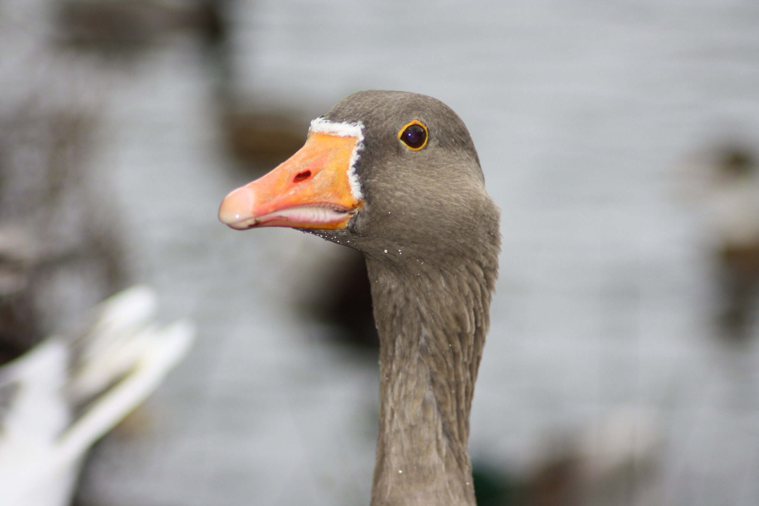 Close portrait of a greylag goose with an orange bill