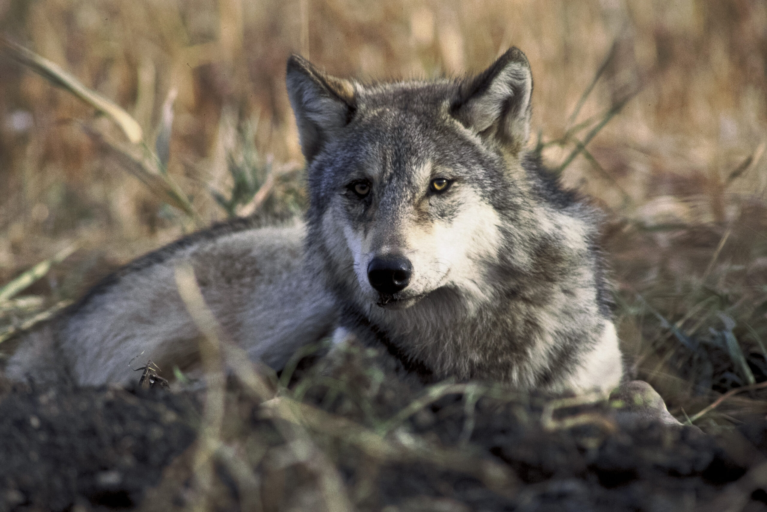 Gray wolf lying in grass and looking toward the camera