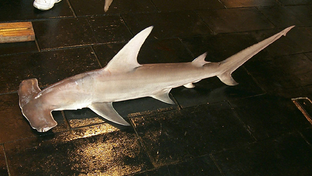 Great Hammerhead Shark swimming above a sandy seafloor