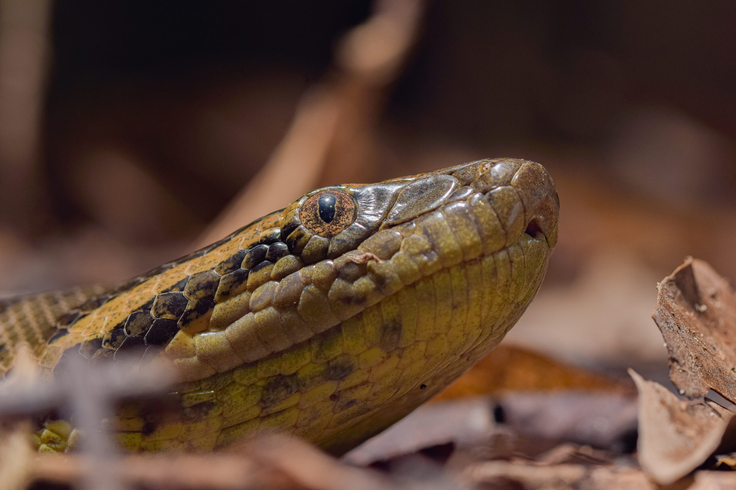 Green anaconda in wet Amazon forest habitat