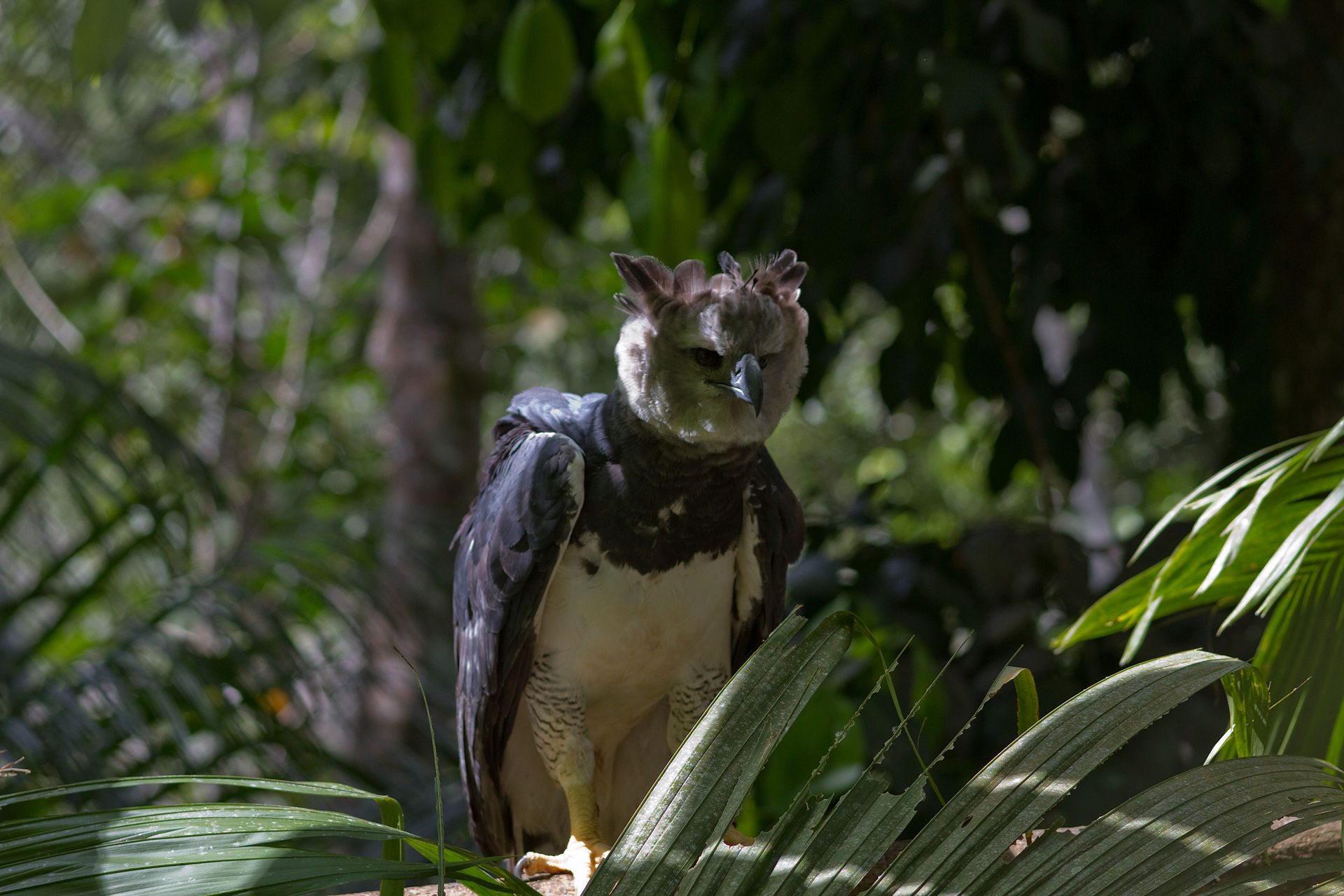 Harpy eagle perched with raised crown feathers