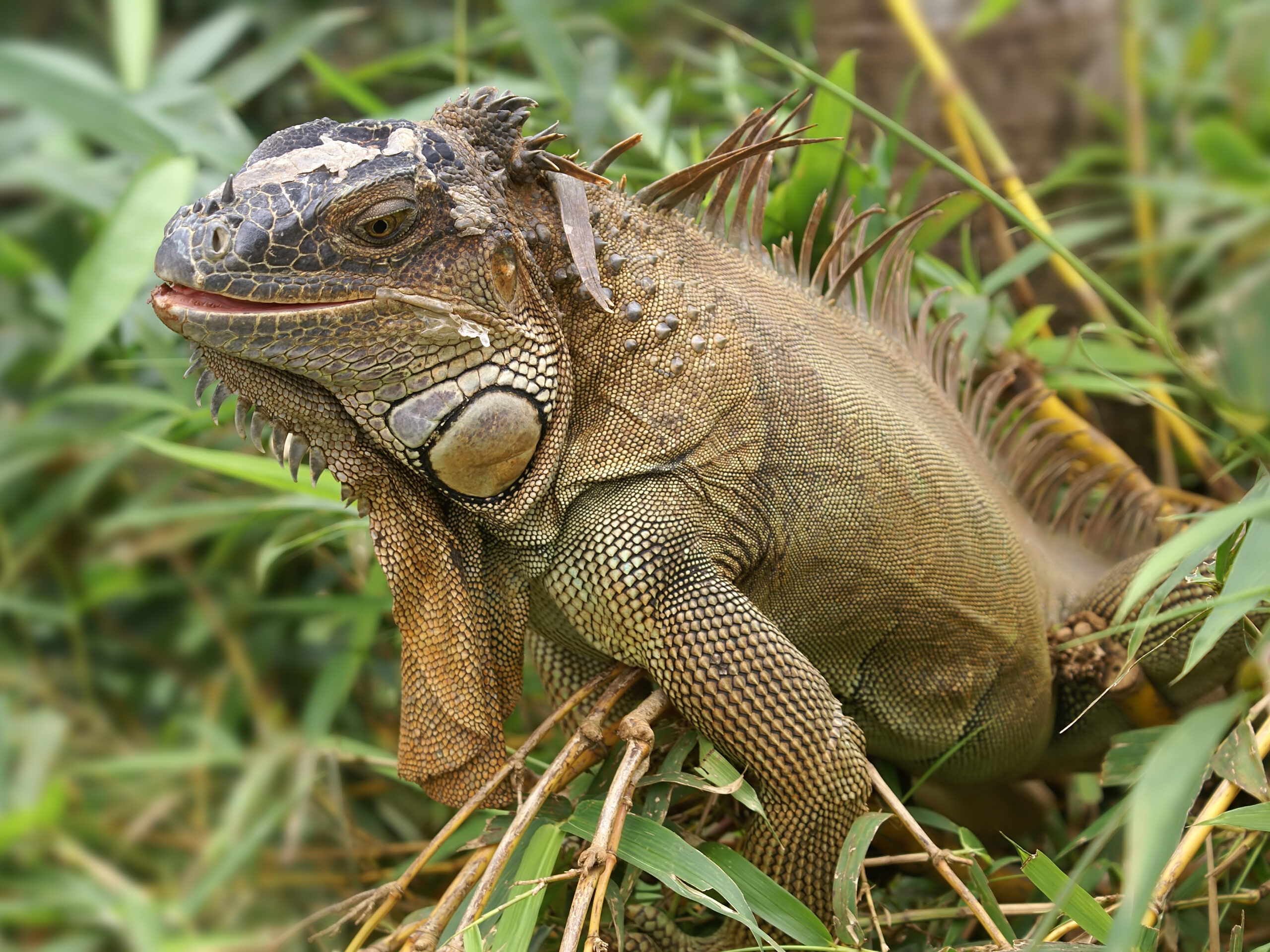 Adult male green iguana showing dorsal spines and large dewlap