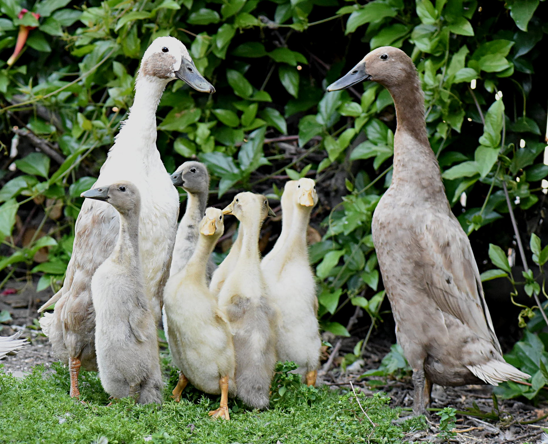 Flock of upright Indian Runner ducks outdoors