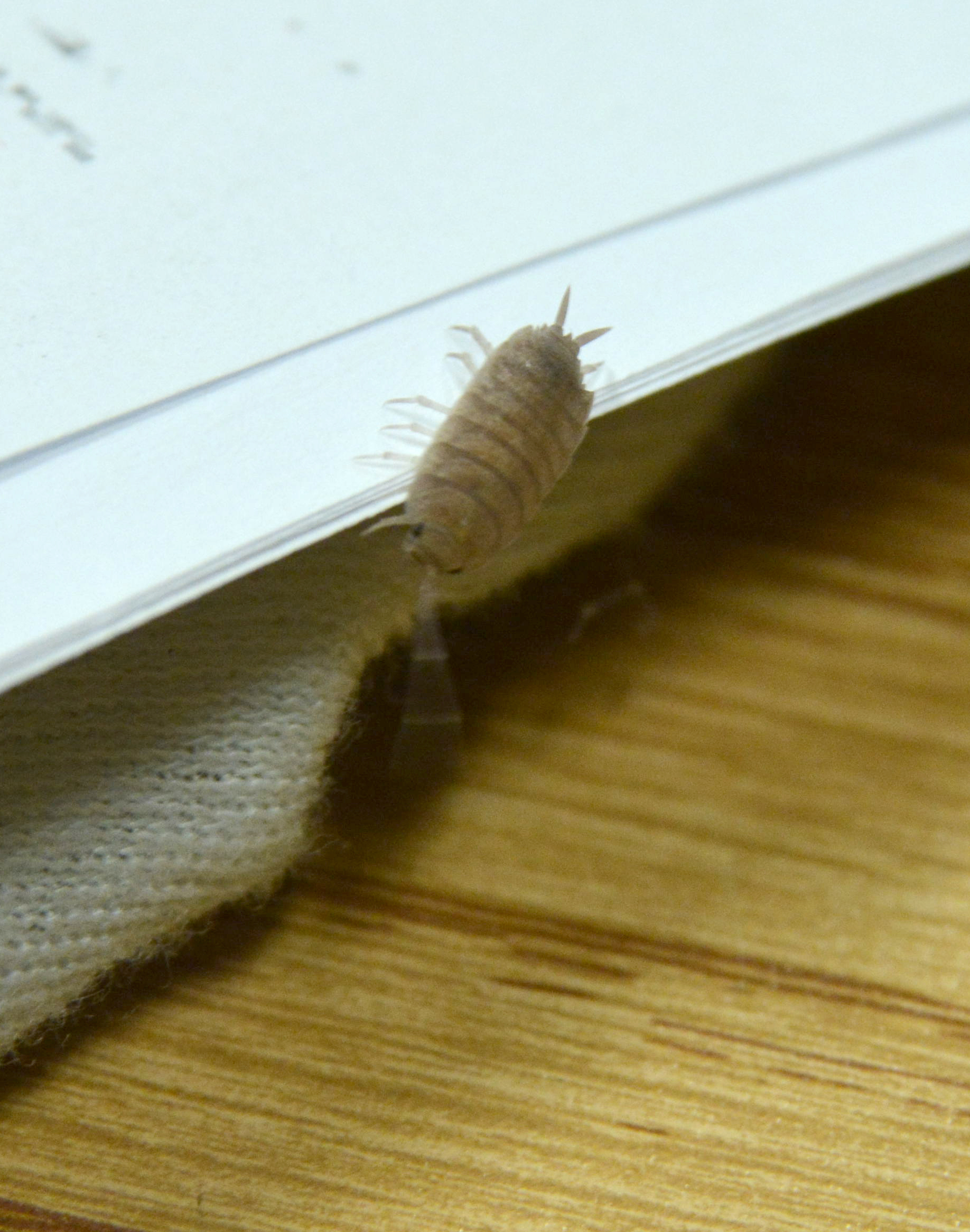 Terrestrial pill bug viewed from above as a representative isopod