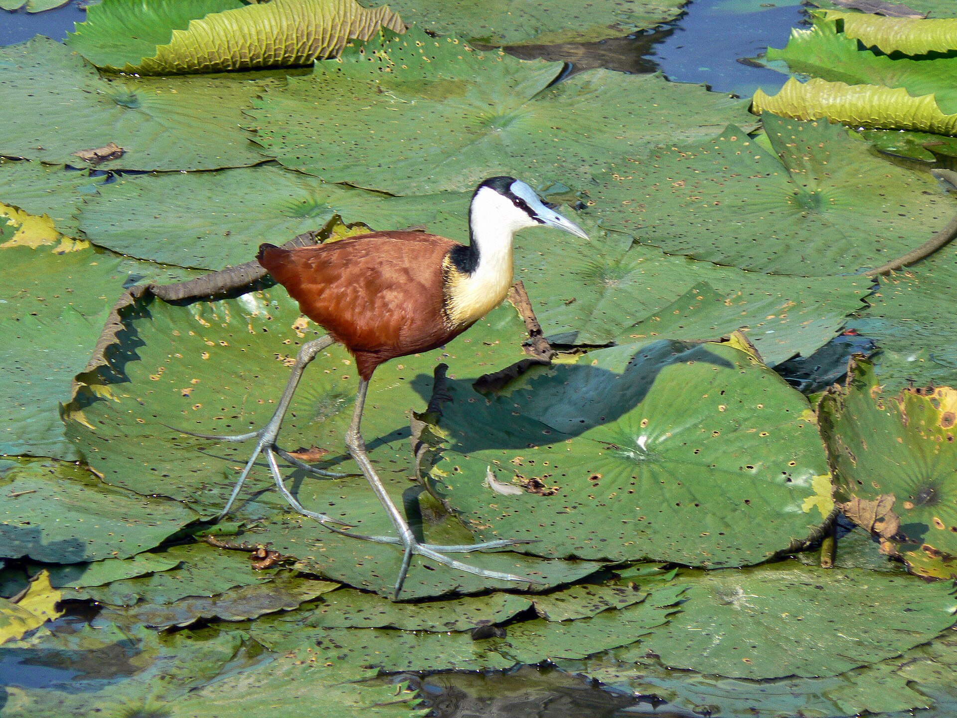 African jacana standing on a water-lily leaf in a wetland