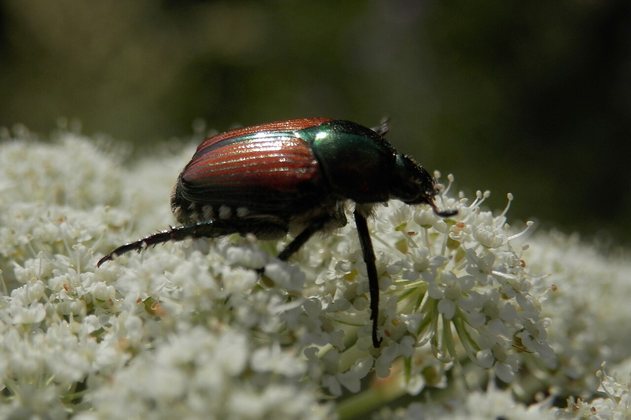 Adult Japanese beetle showing metallic green body, copper wing covers and white side tufts