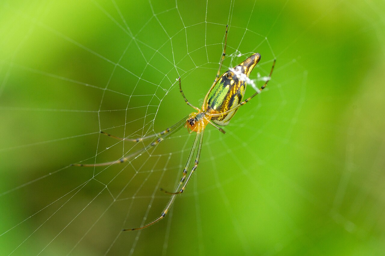 Adult female Joro spider resting at the center of her web