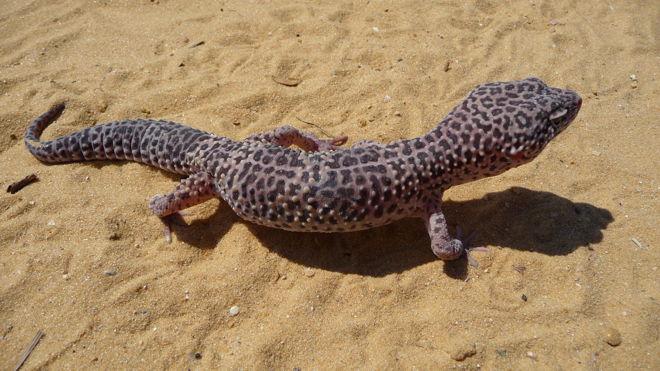 Spotted leopard gecko resting on rocky ground