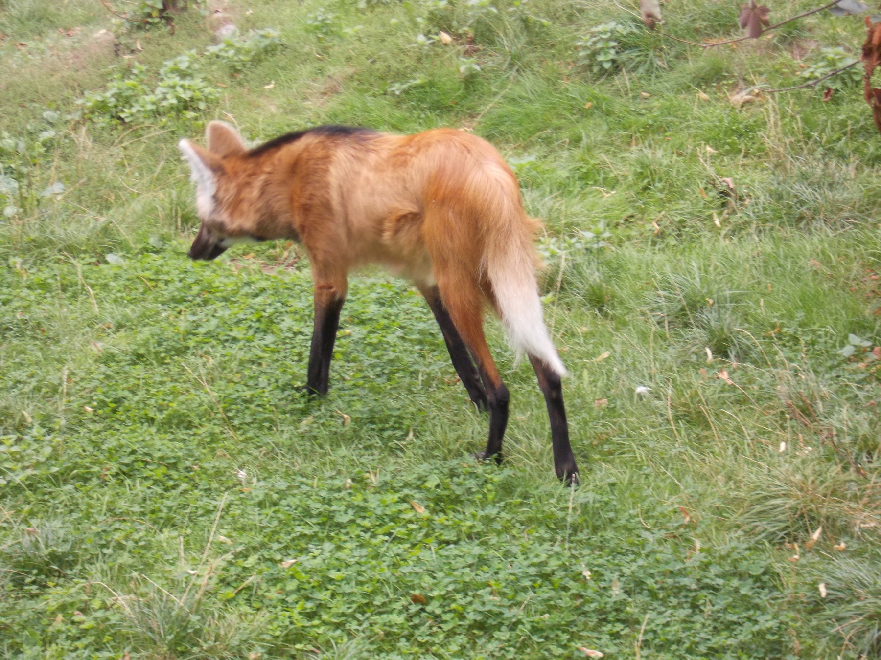A Maned Wolf standing on long black legs in a grassy enclosure