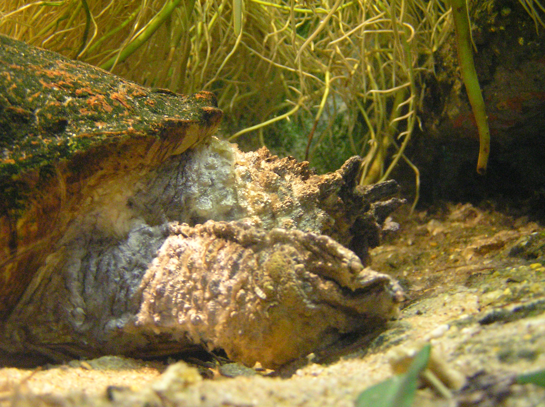 Mata Mata turtle underwater, showing its flattened triangular head, tubular snout, fringed neck and rough brown shell