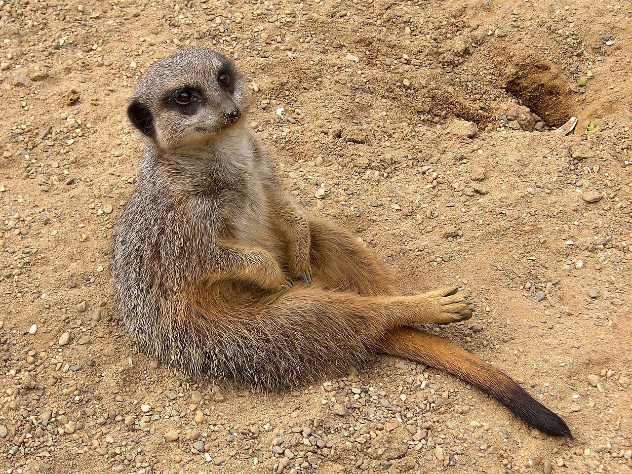 Meerkat standing alert on sandy ground with dark eye patches and black-tipped tail