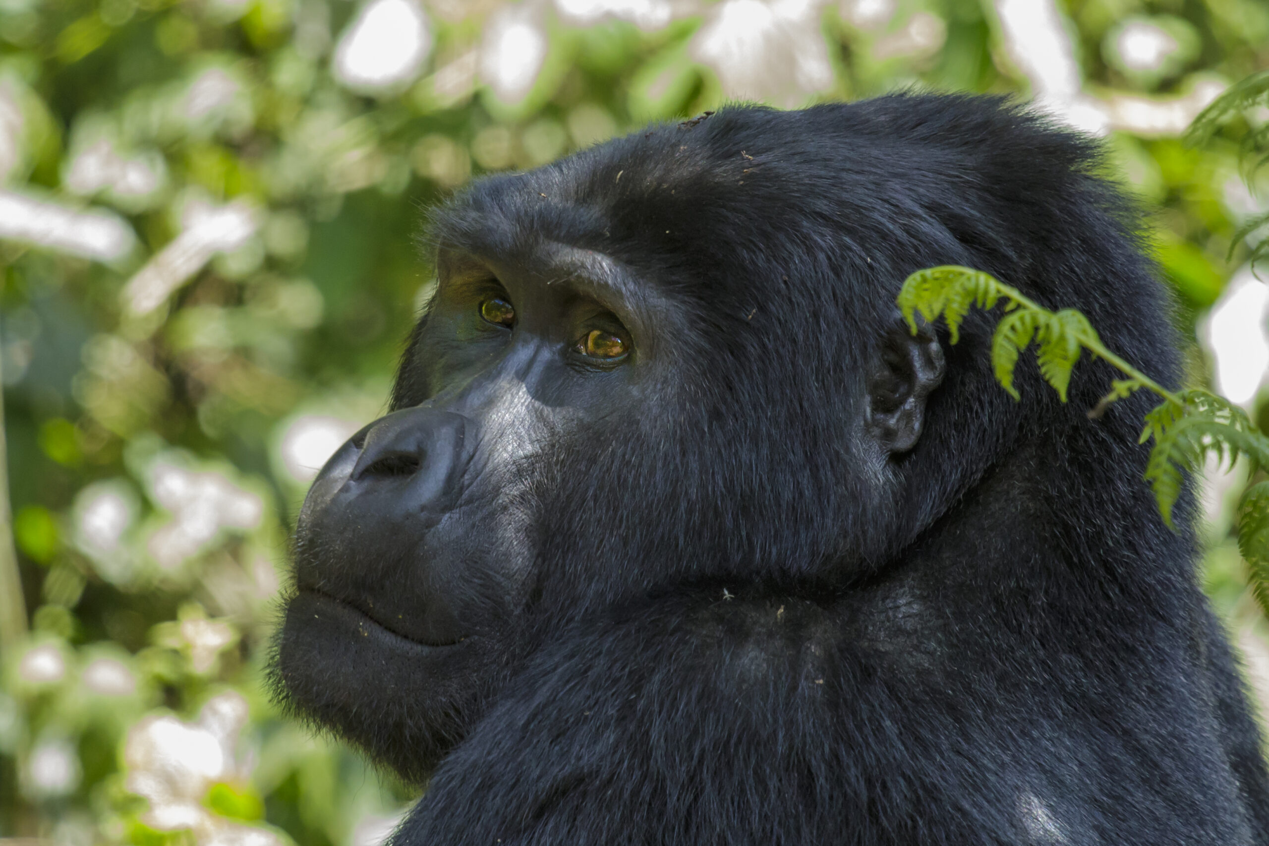 Wild mountain gorilla in Bwindi Impenetrable National Park