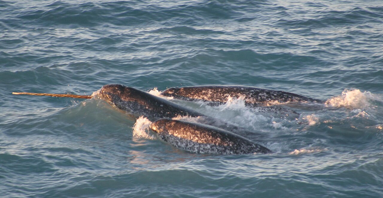 Pod of Narwhals surfacing in northern Canadian waters with a male tusk visible
