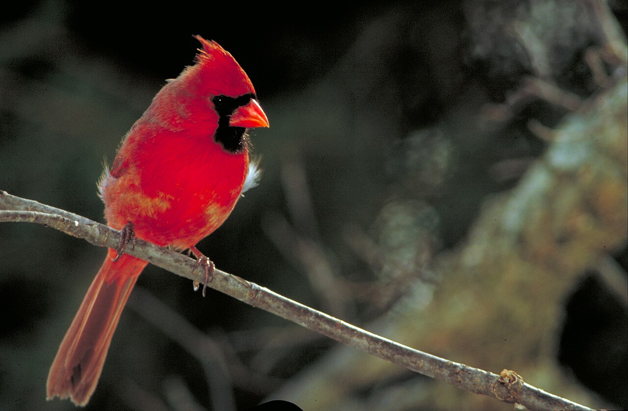 Adult male Northern Cardinal perched on a branch with bright red plumage and black face