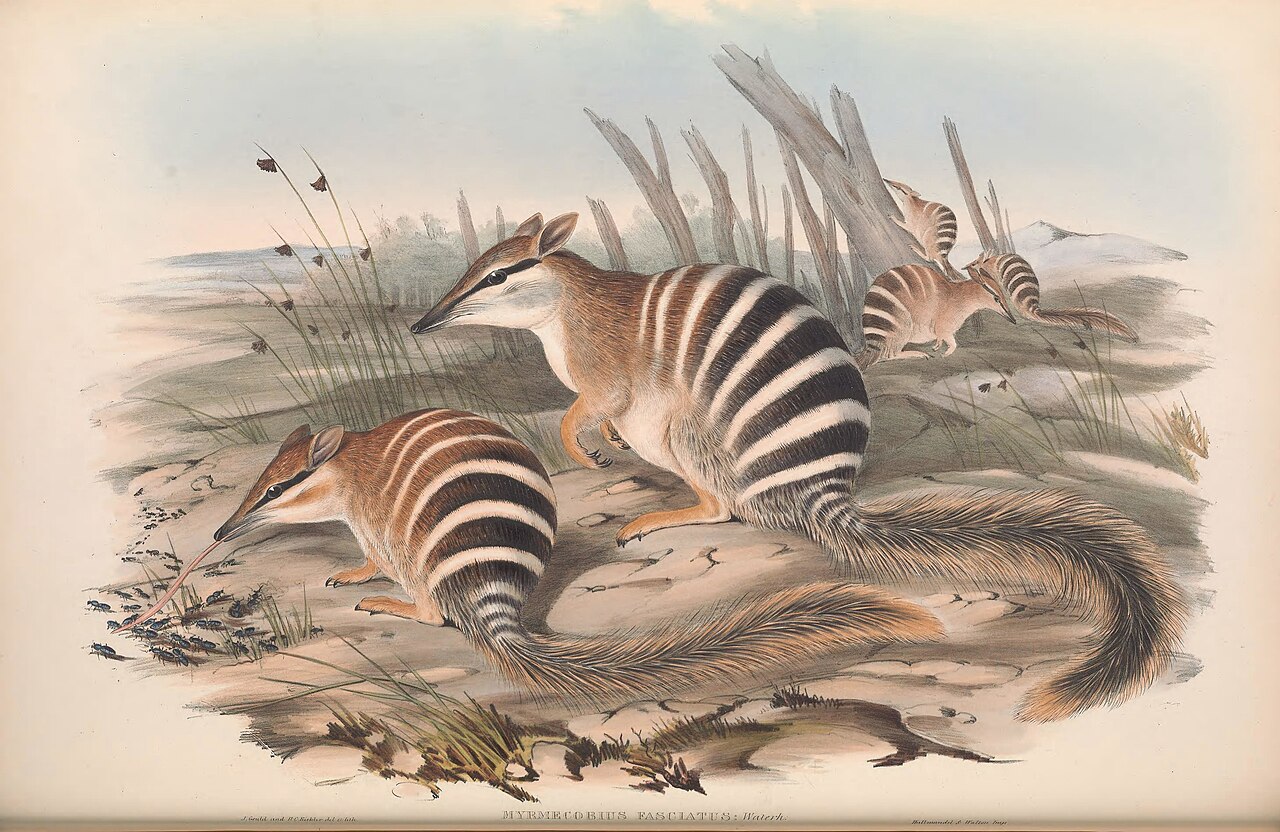 Historical natural history illustration of a striped numbat standing beside vegetation