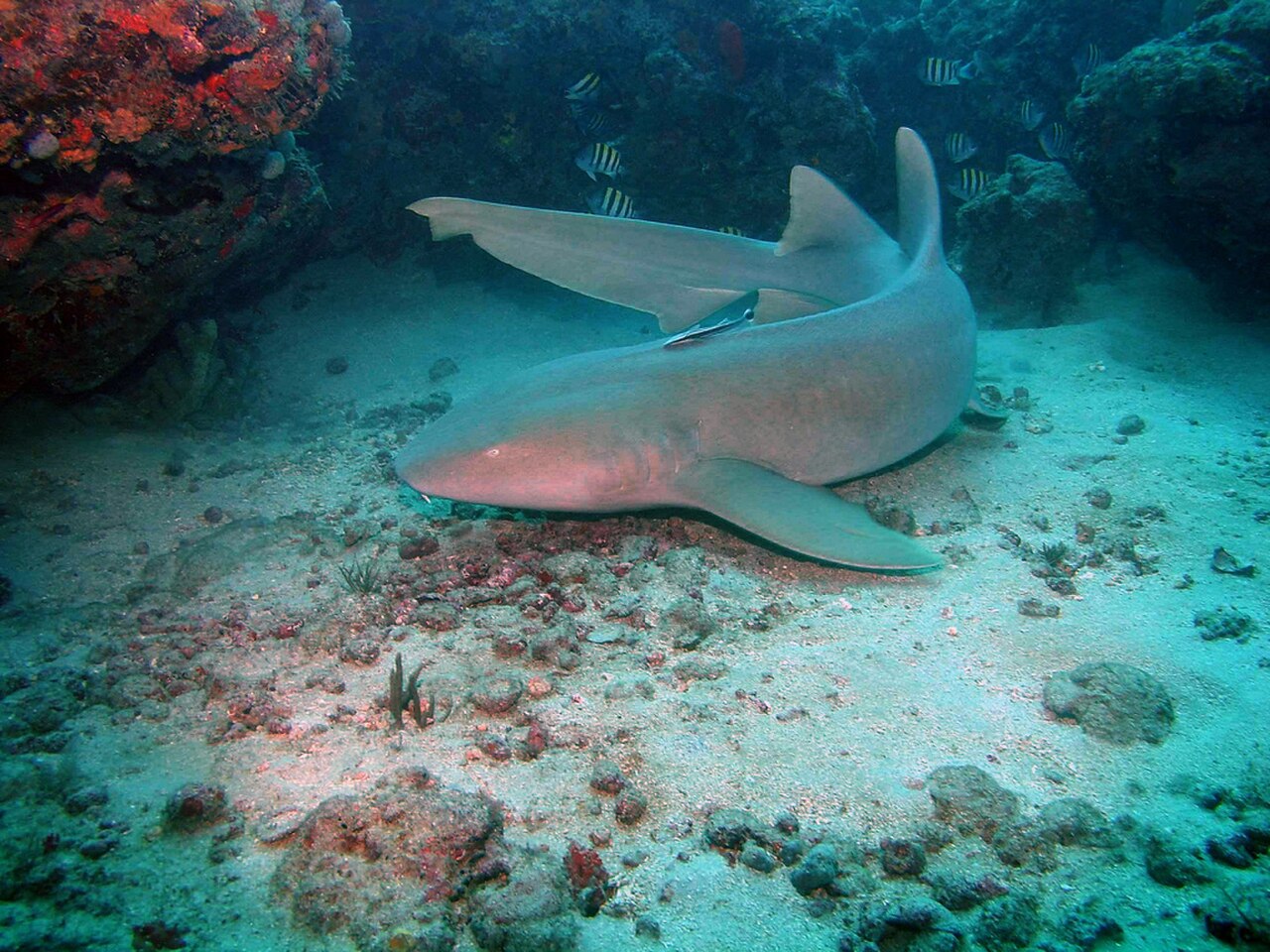 Nurse shark swimming just above a tropical reef seafloor