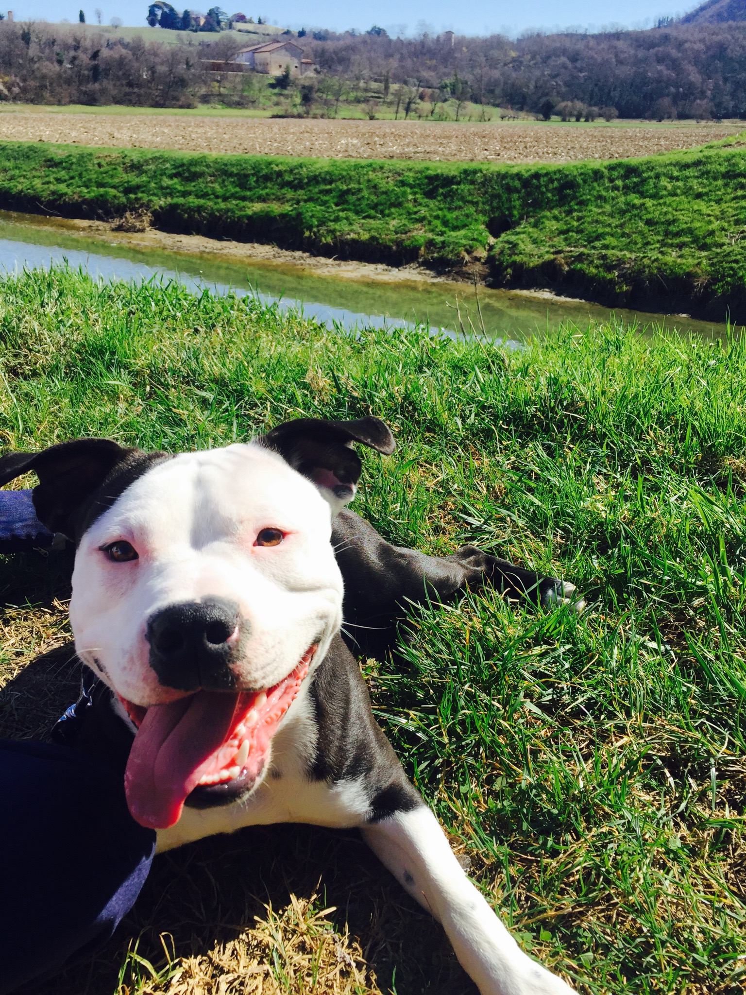American Pit Bull Terrier lying on grass as a representative pit bull-type dog