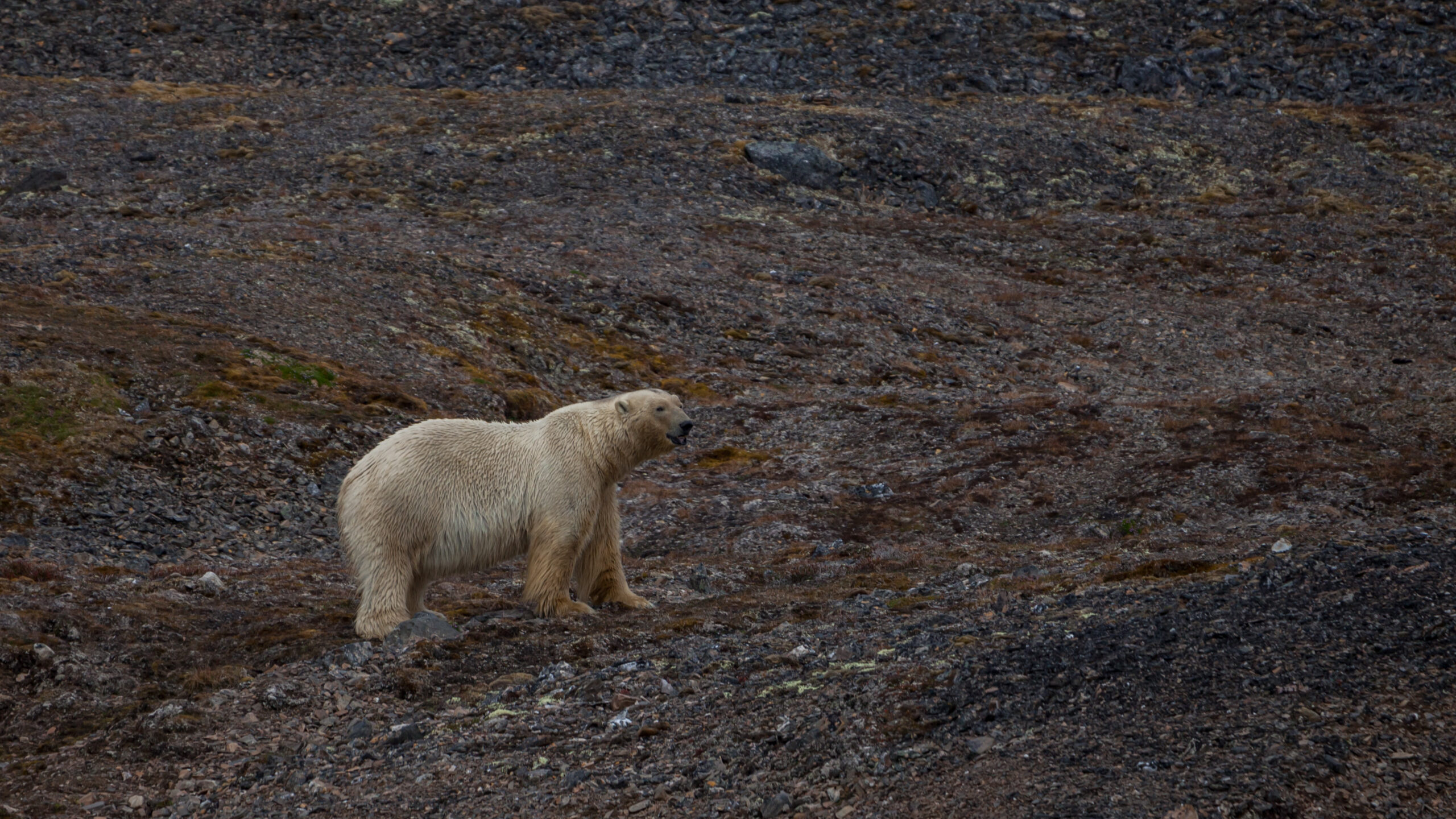 Wild polar bear on the coast of Svalbard