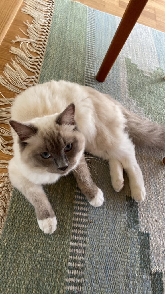 Ragdoll