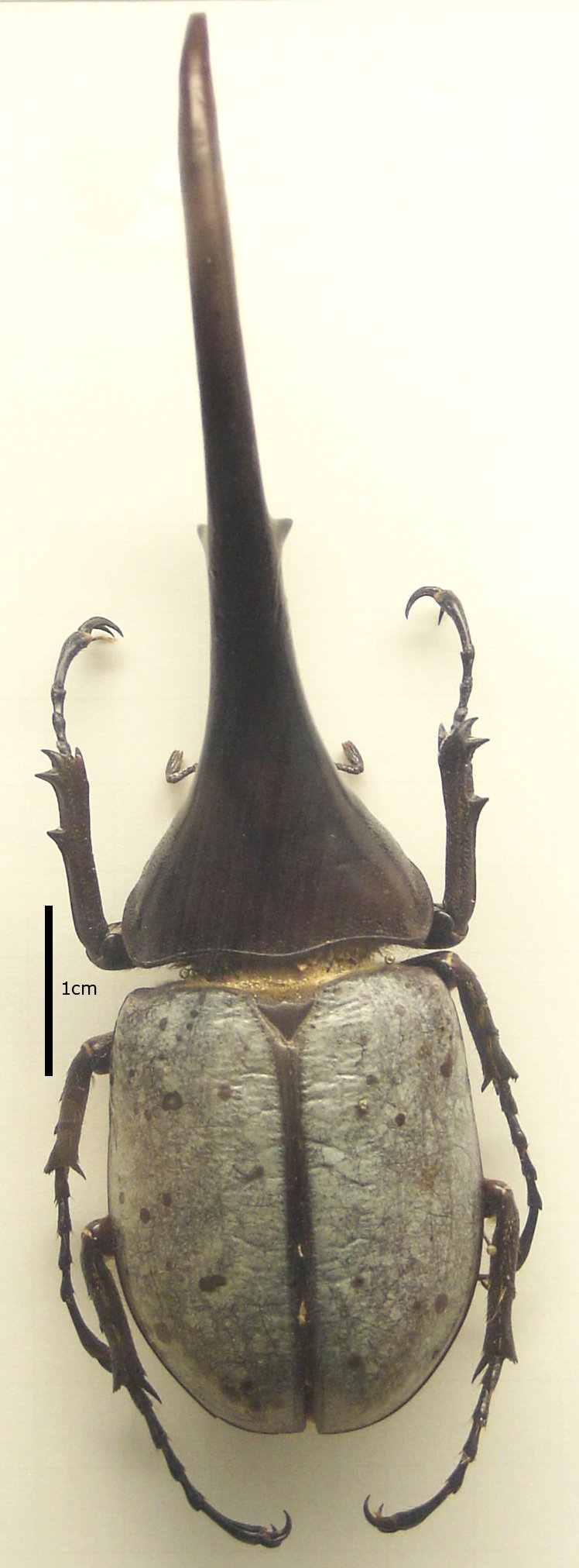 Mounted white-winged male Hercules beetle Dynastes hercules from South America