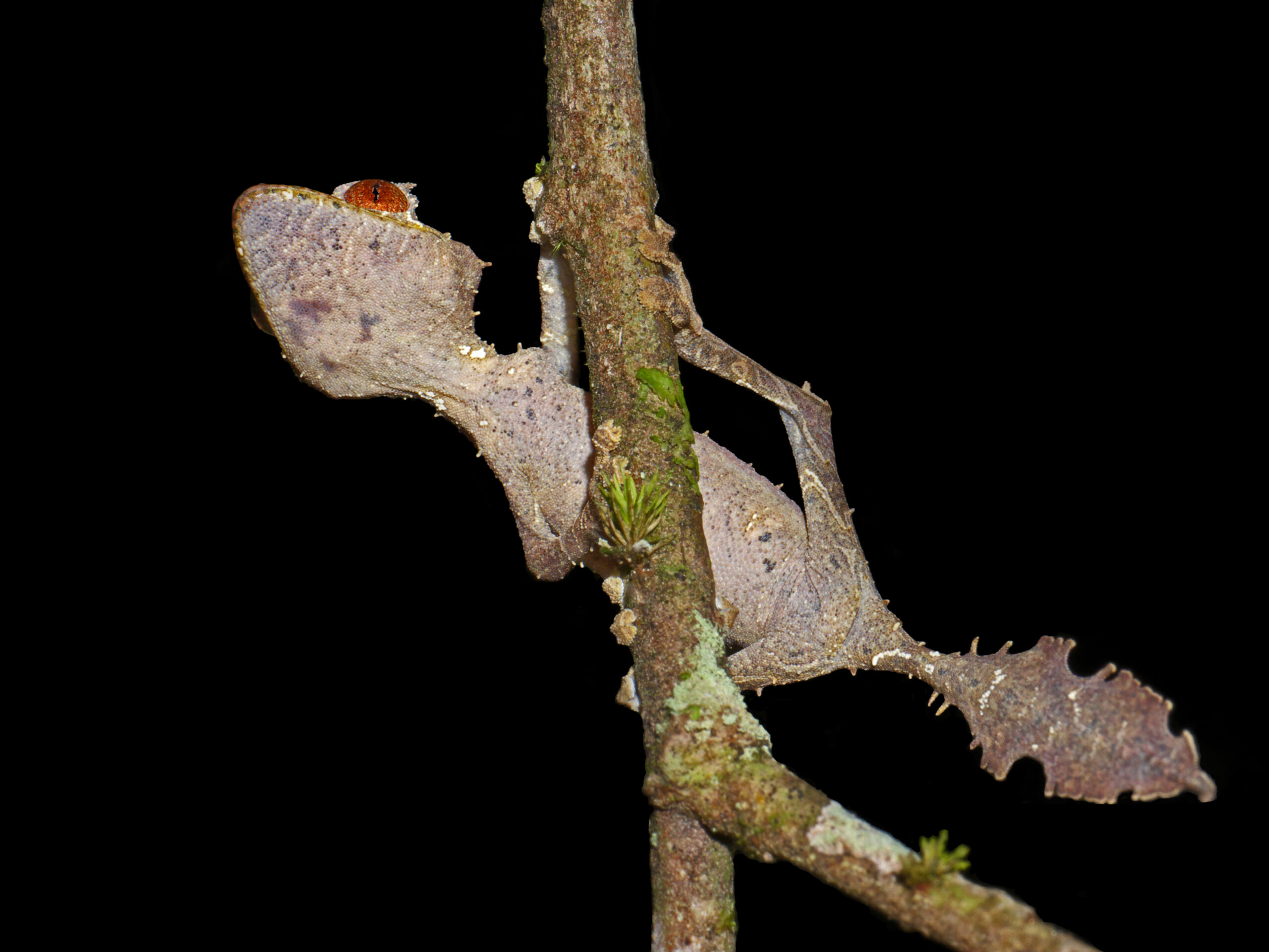 Satanic Leaf-Tailed Gecko clinging to vegetation in Madagascar, showing its brown dead-leaf camouflage and flattened tail