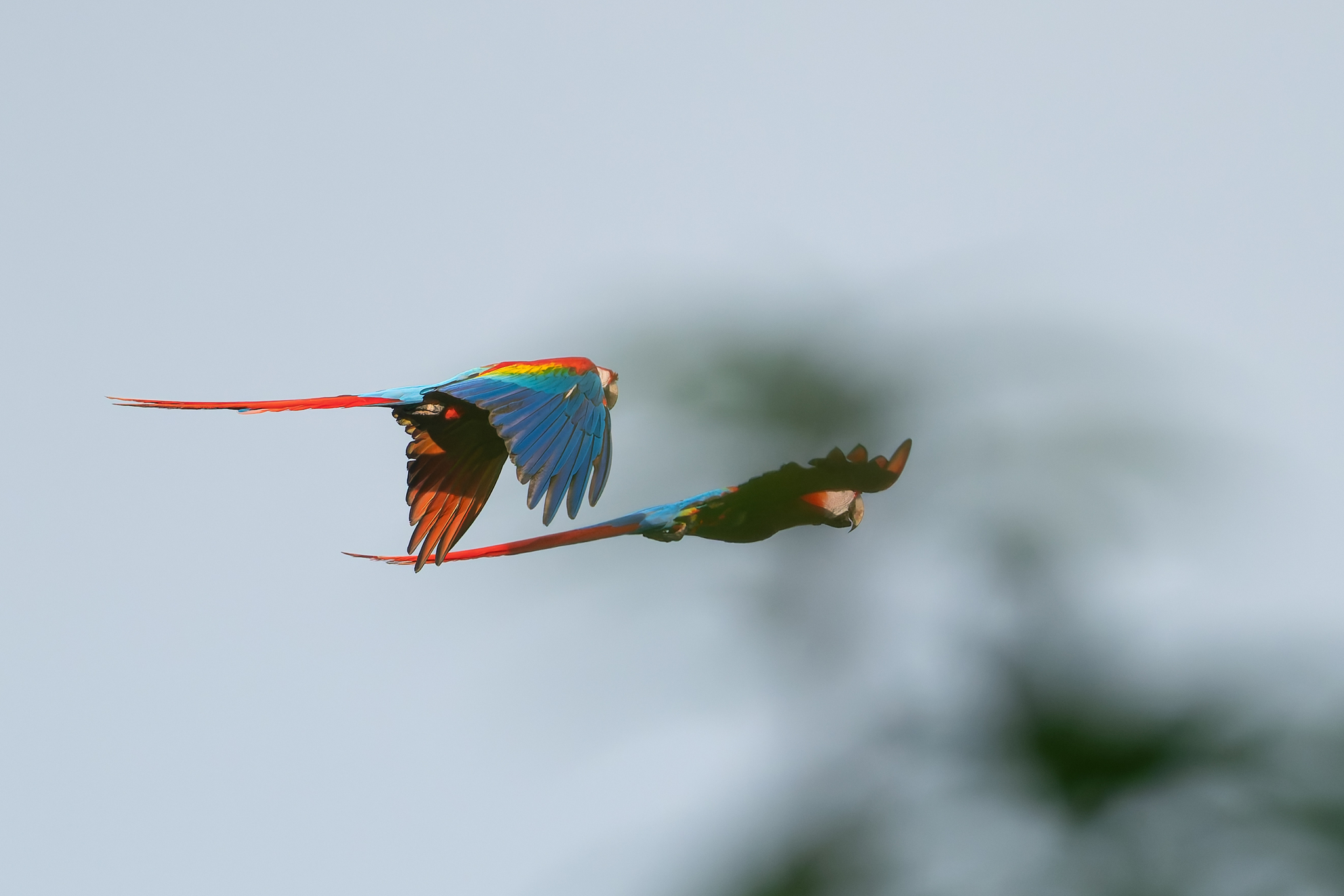Wild scarlet macaw showing red yellow and blue plumage