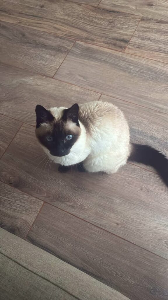 Siamese