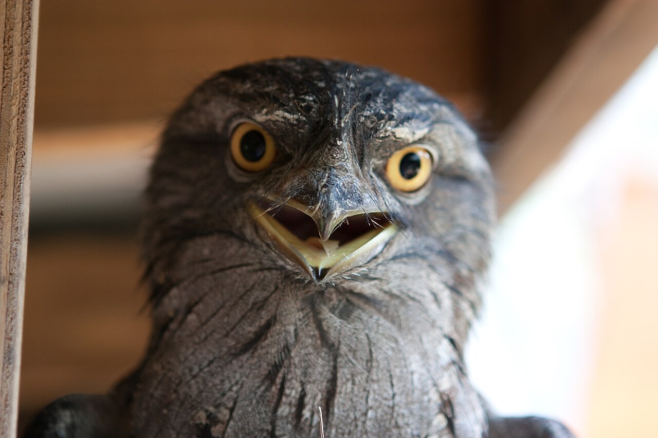 Tawny frogmouth facing forward on a branch, showing mottled gray-brown plumage, broad bill and yellow eyes