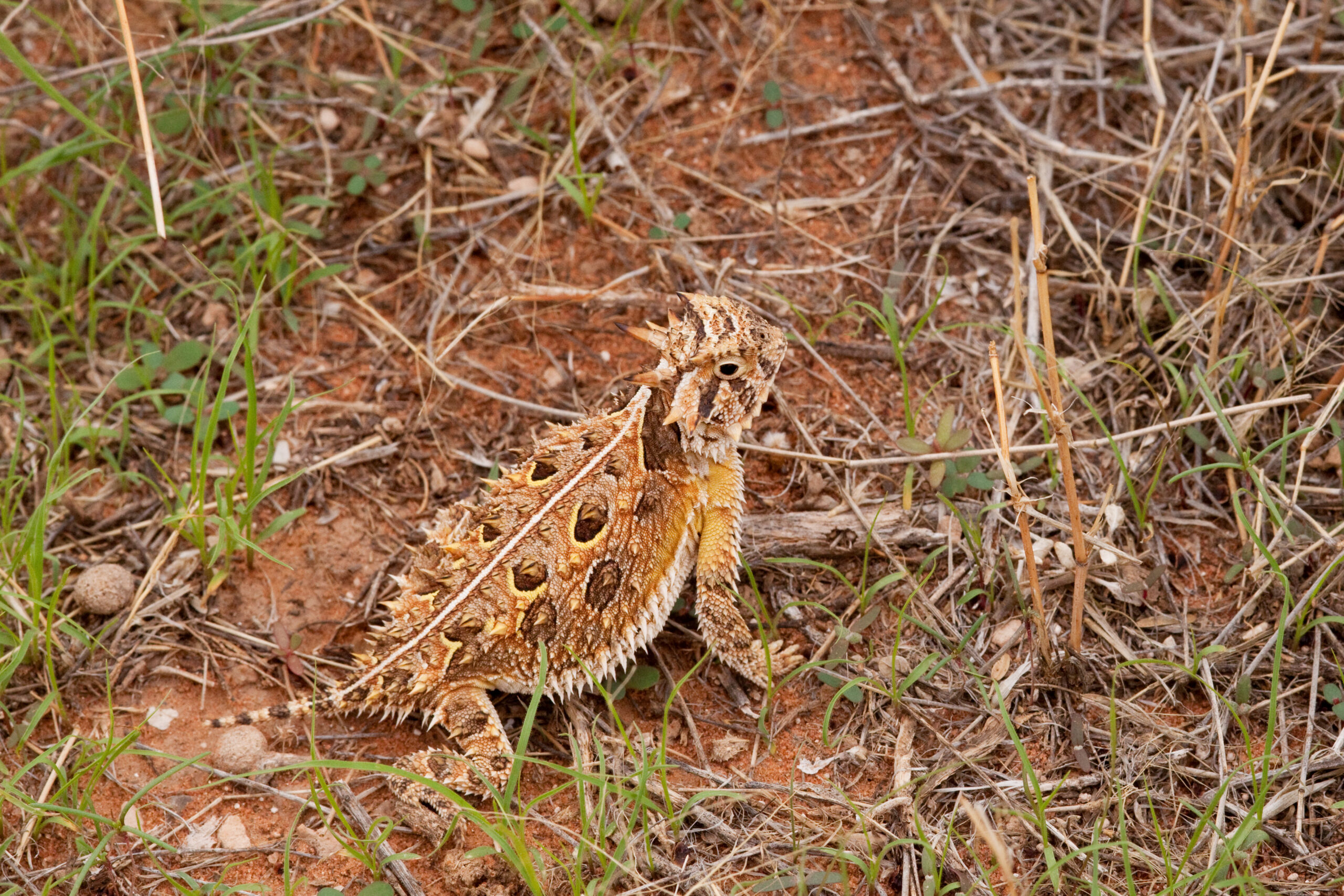 Texas horned lizard camouflaged on sandy ground