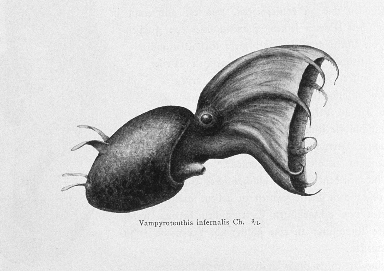 Scientific illustration of a vampire squid with webbed arms, paired fins and large eyes