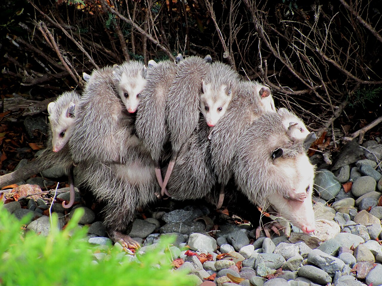 Virginia opossum mother outdoors carrying nine young on her back